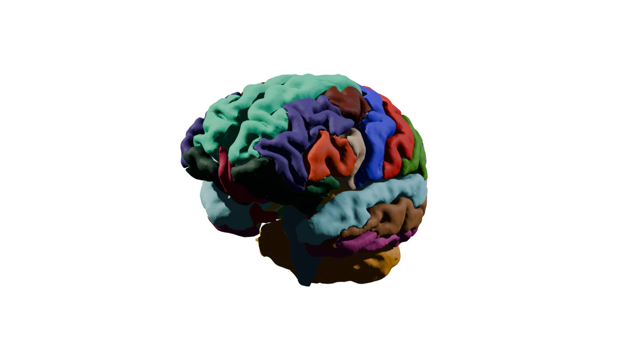 A 3D brain assembled from 95 regions